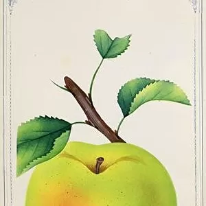 The Rhode Island Greening is an American apple variety and the official fruit of the state of Rhode Island