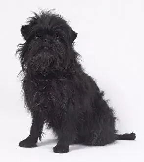 A seated black Affenpinscher dog covered in bristly black hair and a blunt muzzle