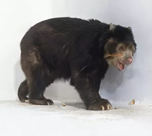 Spectacled bear (Tremarctos ornatus), cub, side view